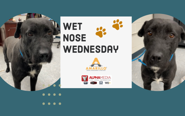 Wet Nose Wednesday – Meet the Mystery Dog!