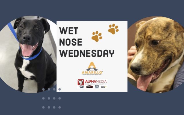 Wet Nose Wednesday – Meet Jude & Jarvis!