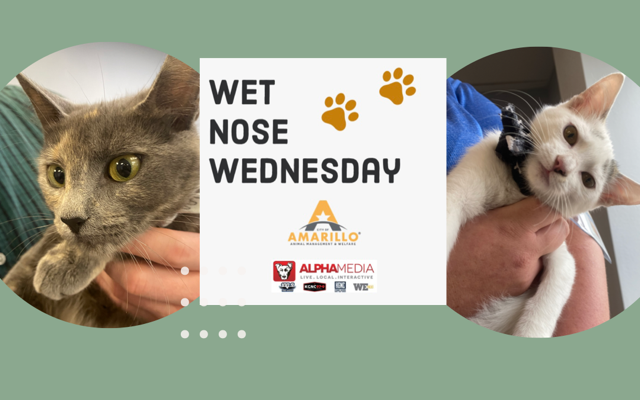 Wet Nose Wednesday – Meet Sasha & Griffey!