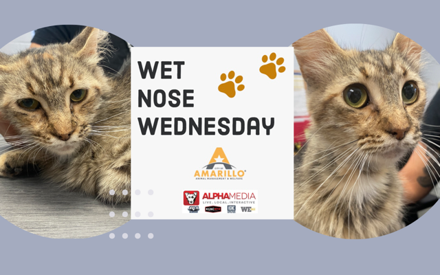 Wet Nose Wednesday – Meet Elisa!