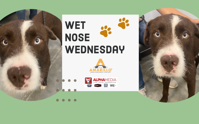 Wet Nose Wednesday – Meet Budd!