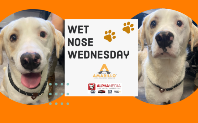 Wet Nose Wednesday – Meet Toby!