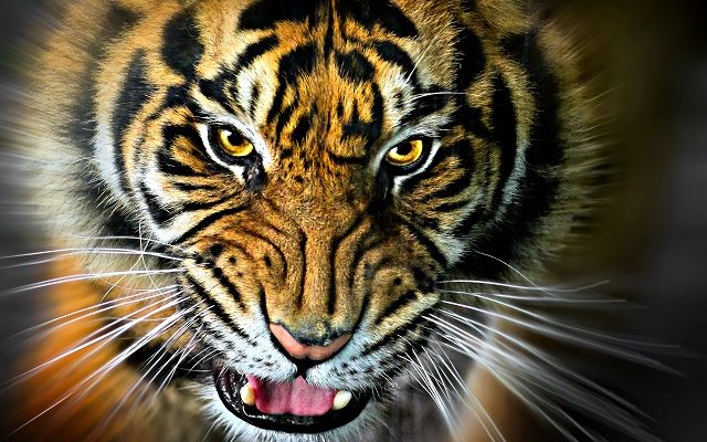 Check Out Trailer For ‘Tiger King 2’ – Coming To Netflix!