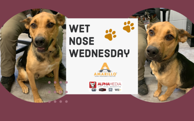 Wet Nose Wednesday – Meet Cindy!