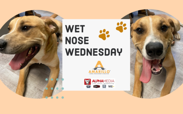 Wet Nose Wednesday – Meet Jacino!