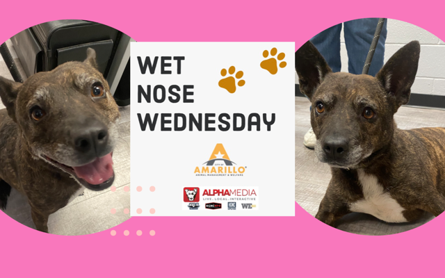 Wet Nose Wednesday - Meet Evie!