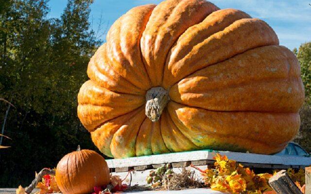 Tiny Crack Disqualifies Pumpkin Thought To Be Largest In U.S.