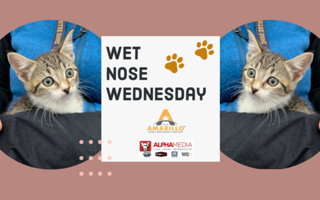 Wet Nose Wednesday – Meet Cleo!