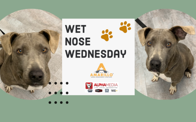 Wet Nose Wednesday – Meet Espresso!