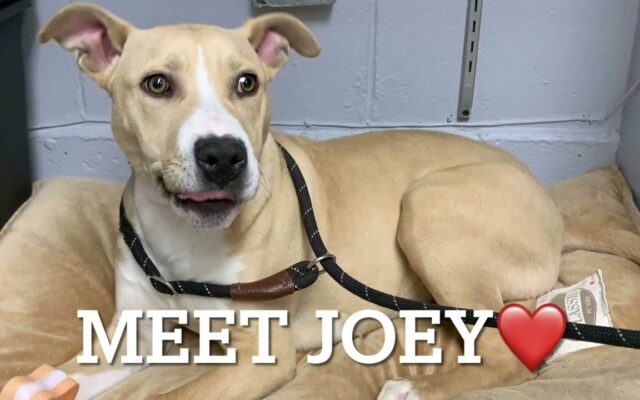 Wet Nose Wednesday – Meet Joey!