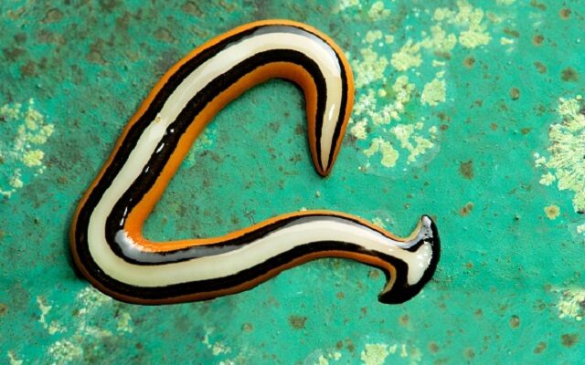 Careful! Hammerhead Flatworms Can Be Harmful To Our Pets!
