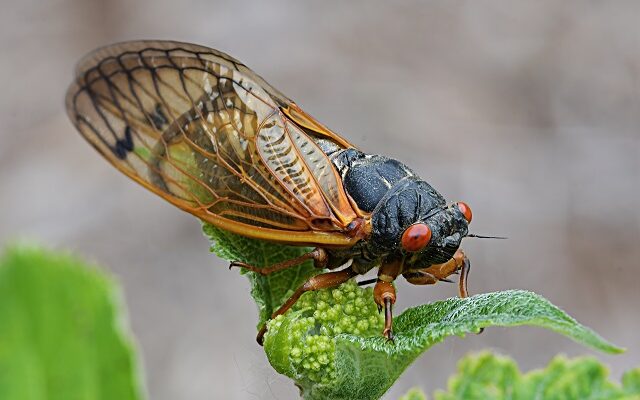 A Massive ‘Cicada-Geddon’ Is Coming!